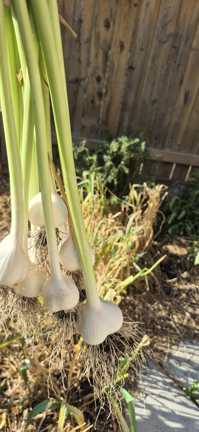 Fresh garlic for sale