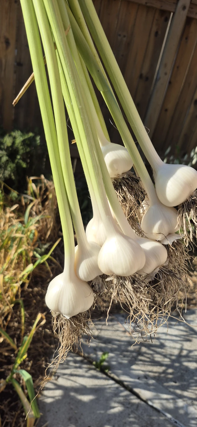 Fresh garlic for sale - photo 2