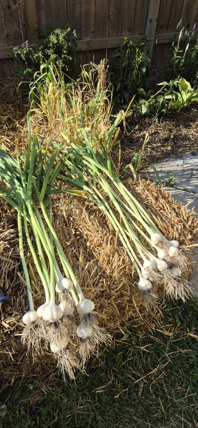 Fresh garlic for sale - photo 3