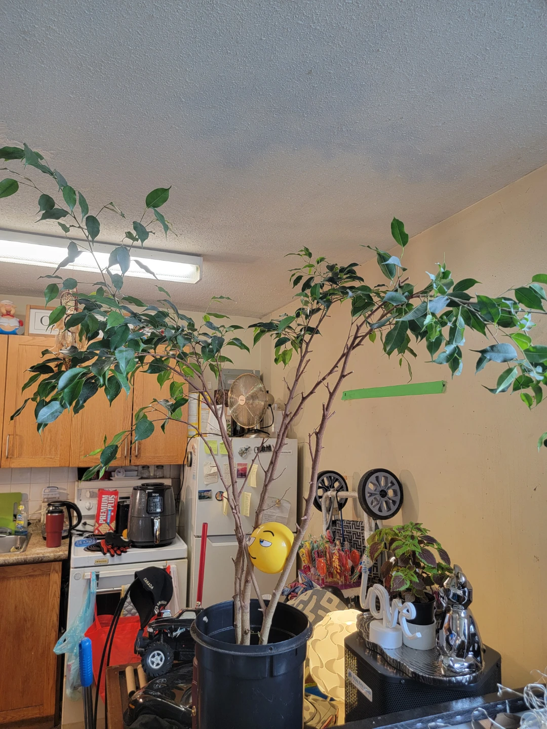 Ficus Tree Plant