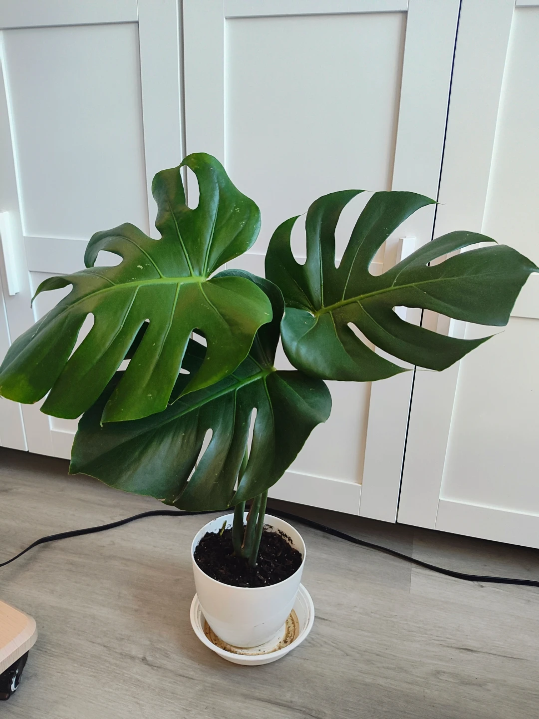 Monstera Plant