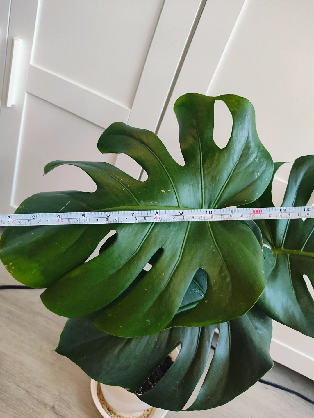 Monstera Plant - photo 2