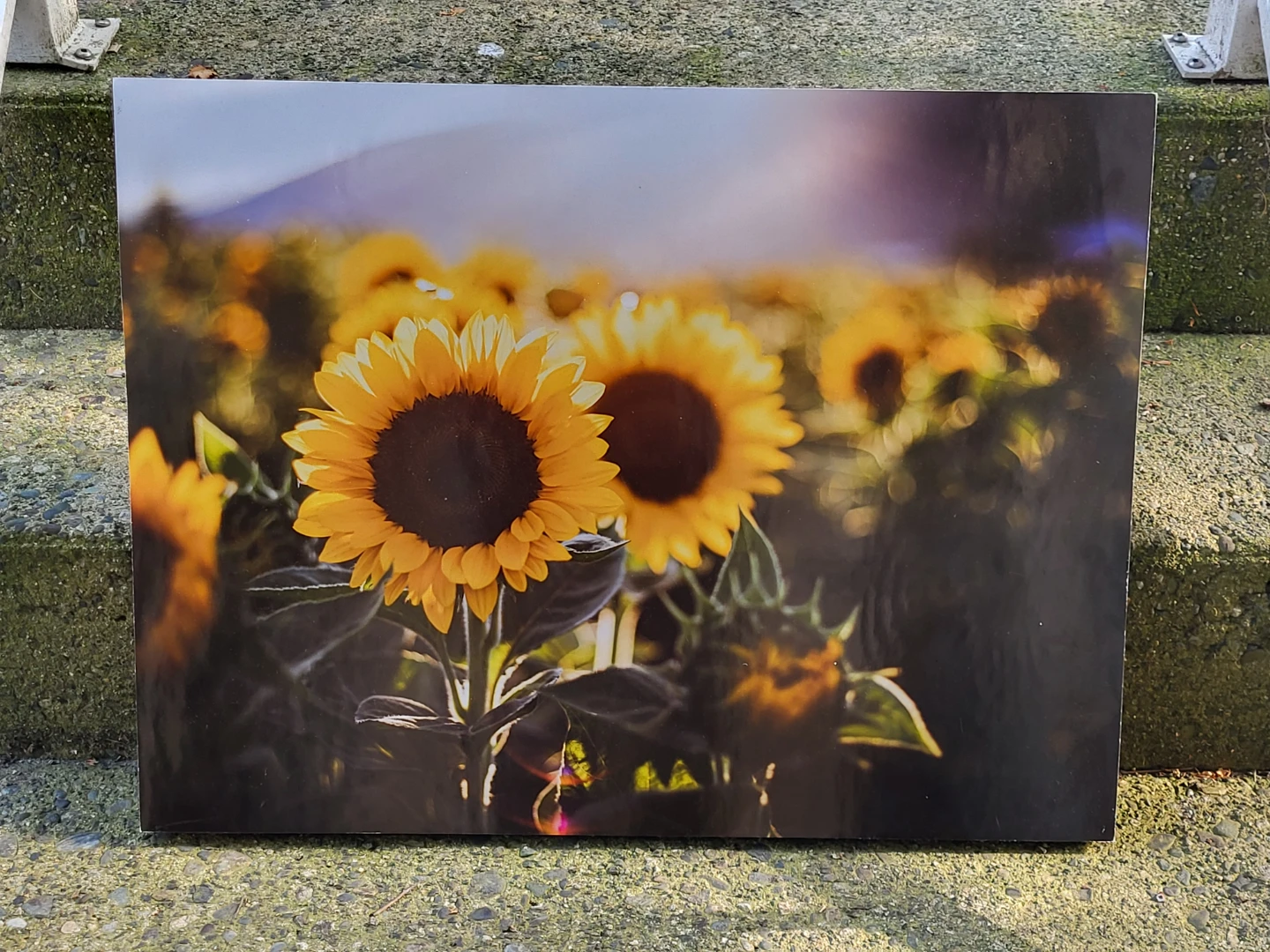 Wired Weird Artistry Sunflower Print