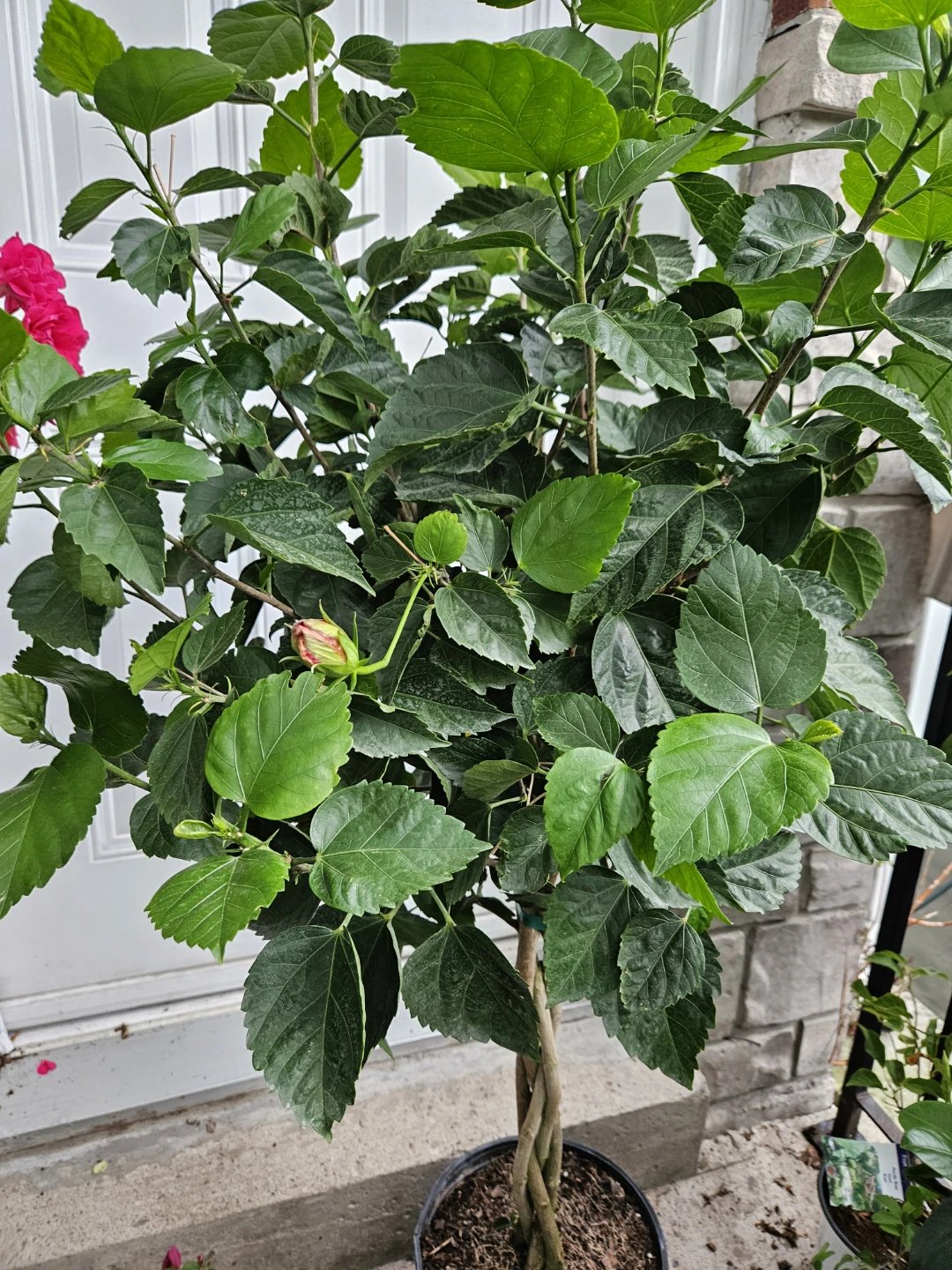Braided Trunk Hibiscus Tree