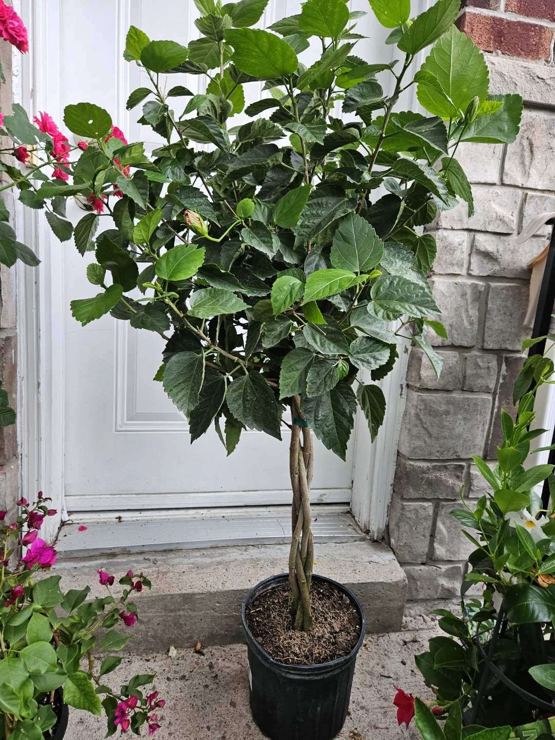 Braided Trunk Hibiscus Tree - photo 2
