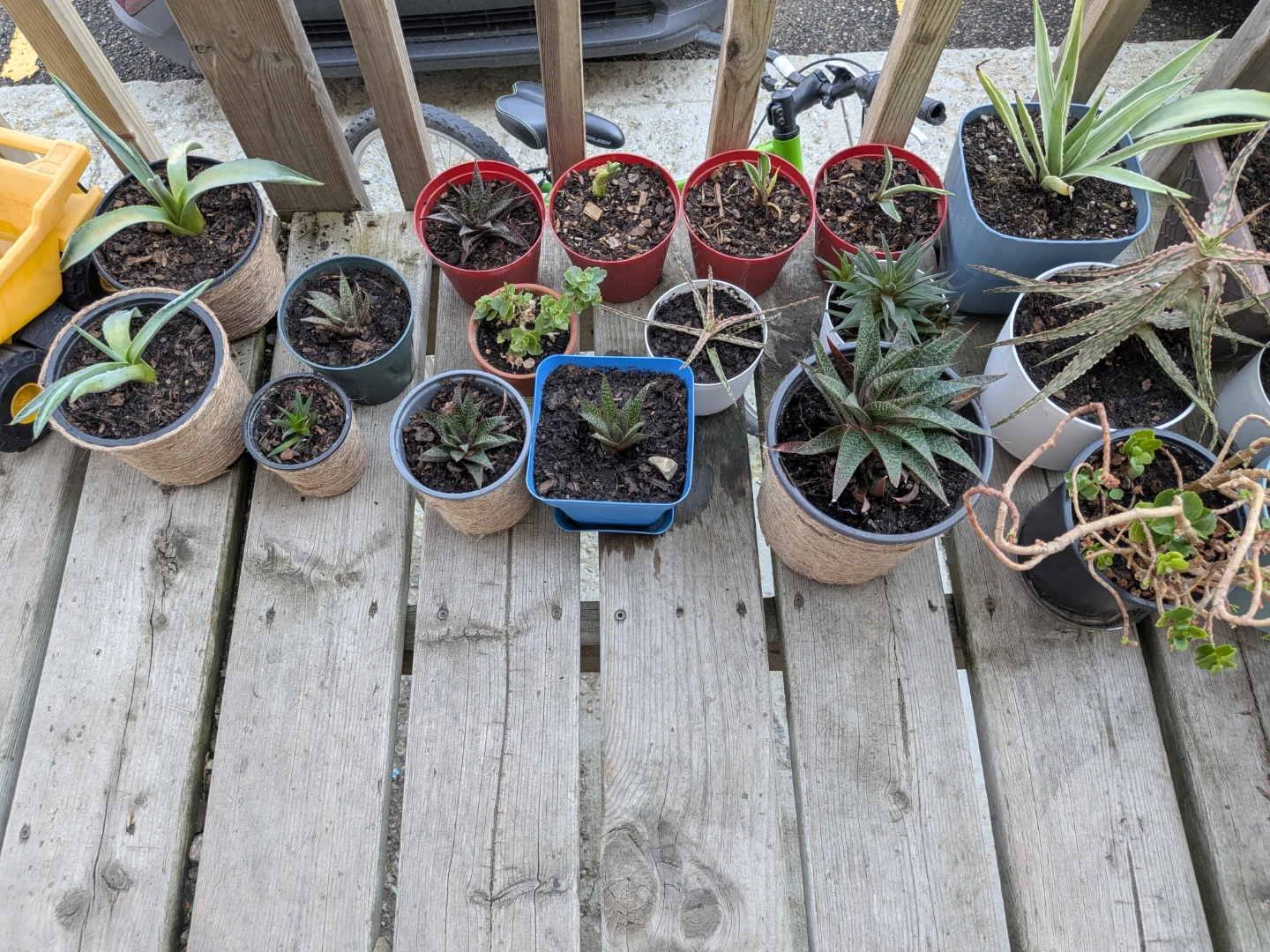 Plants