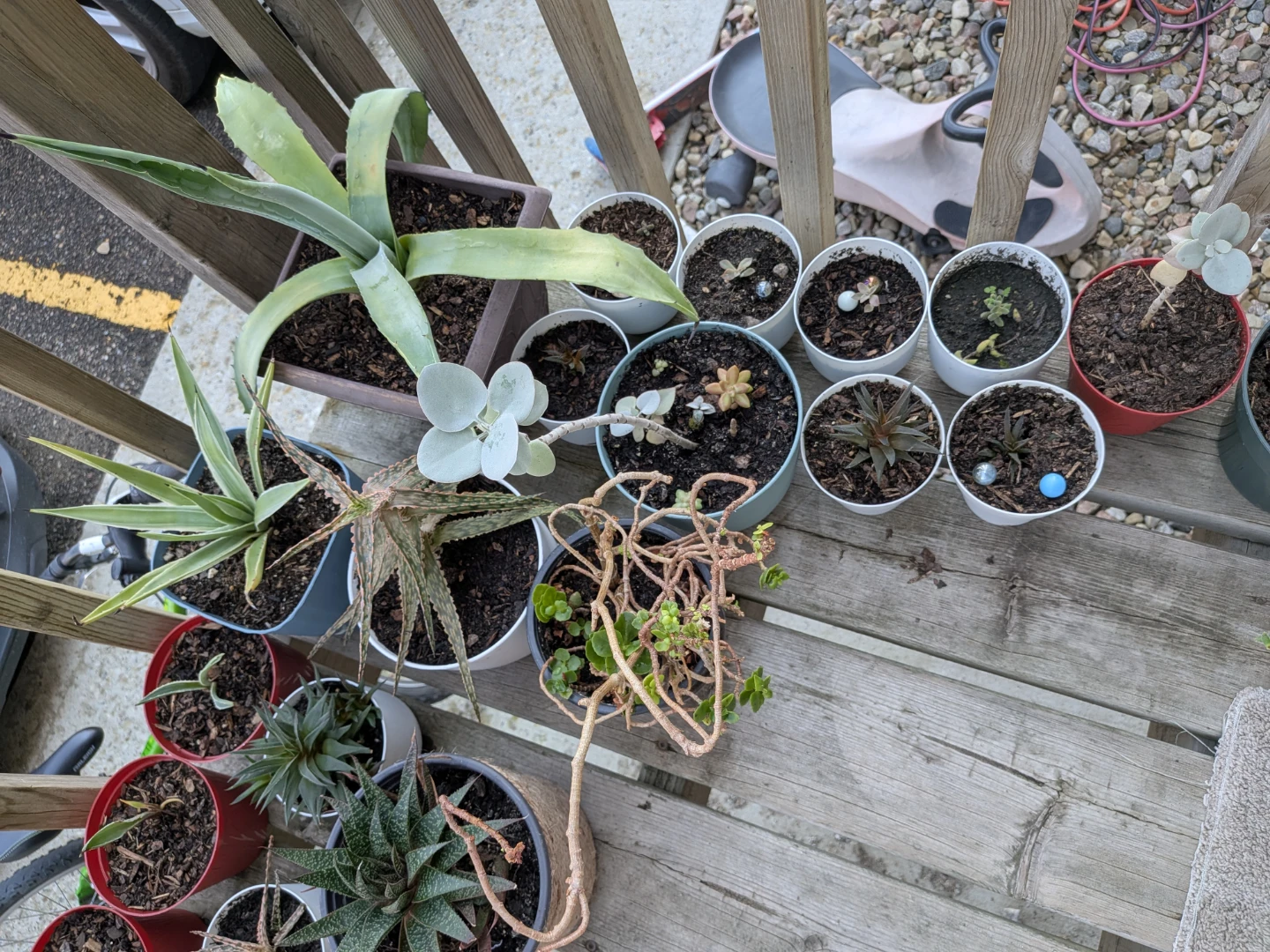 Plants - photo 2
