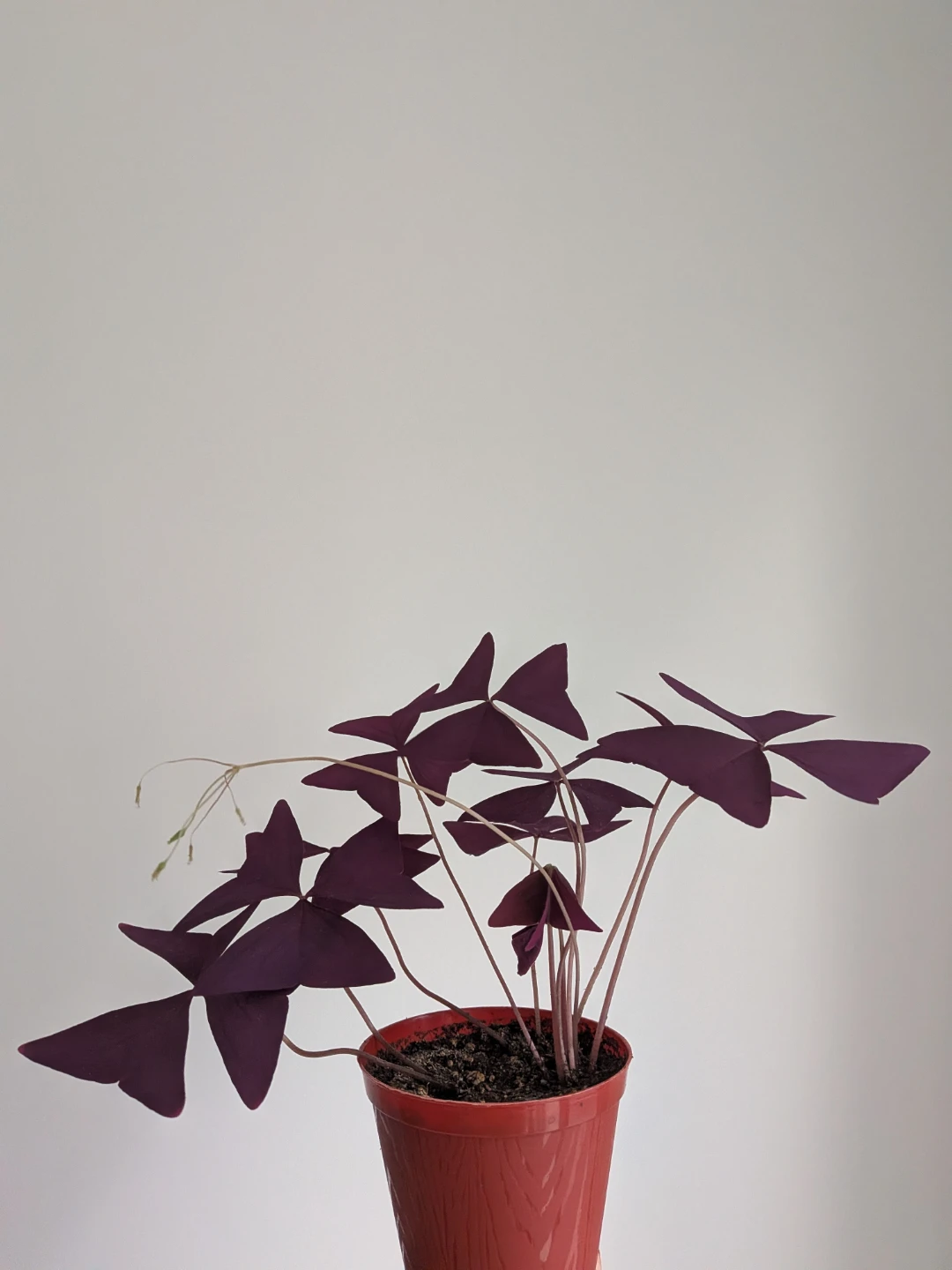 Purple shamrock