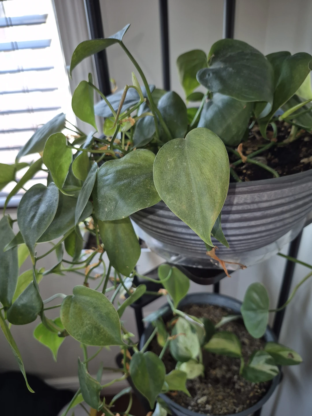Philodendron heart leaf/ phothod Plant in Grey Pot - photo 2