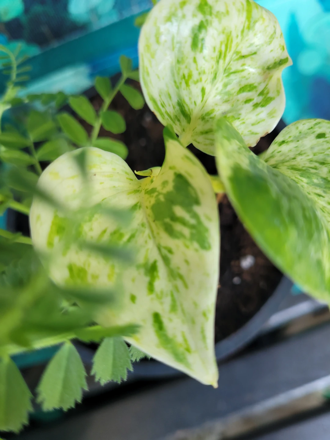 Potted Chickpea Plant and Pothos