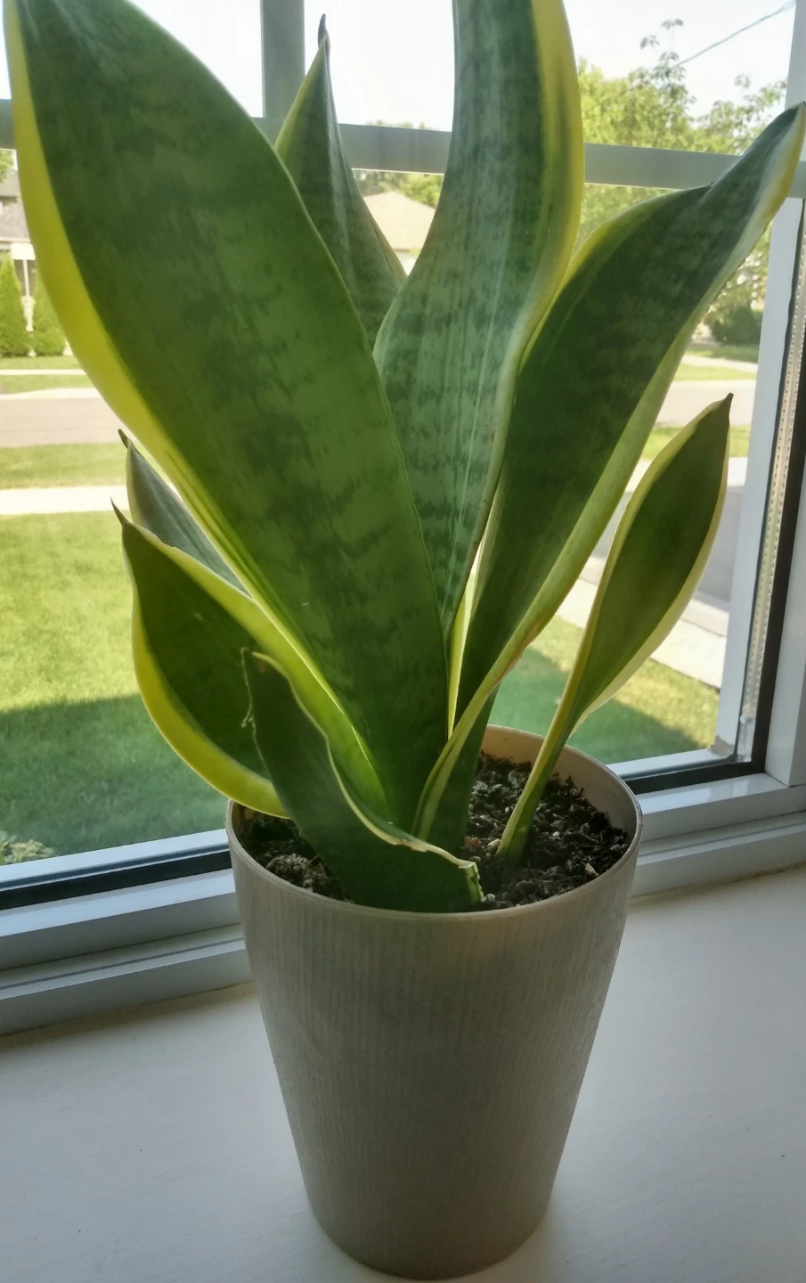 Healthy Live indoor Sansevieria Plant in Pot - photo 2
