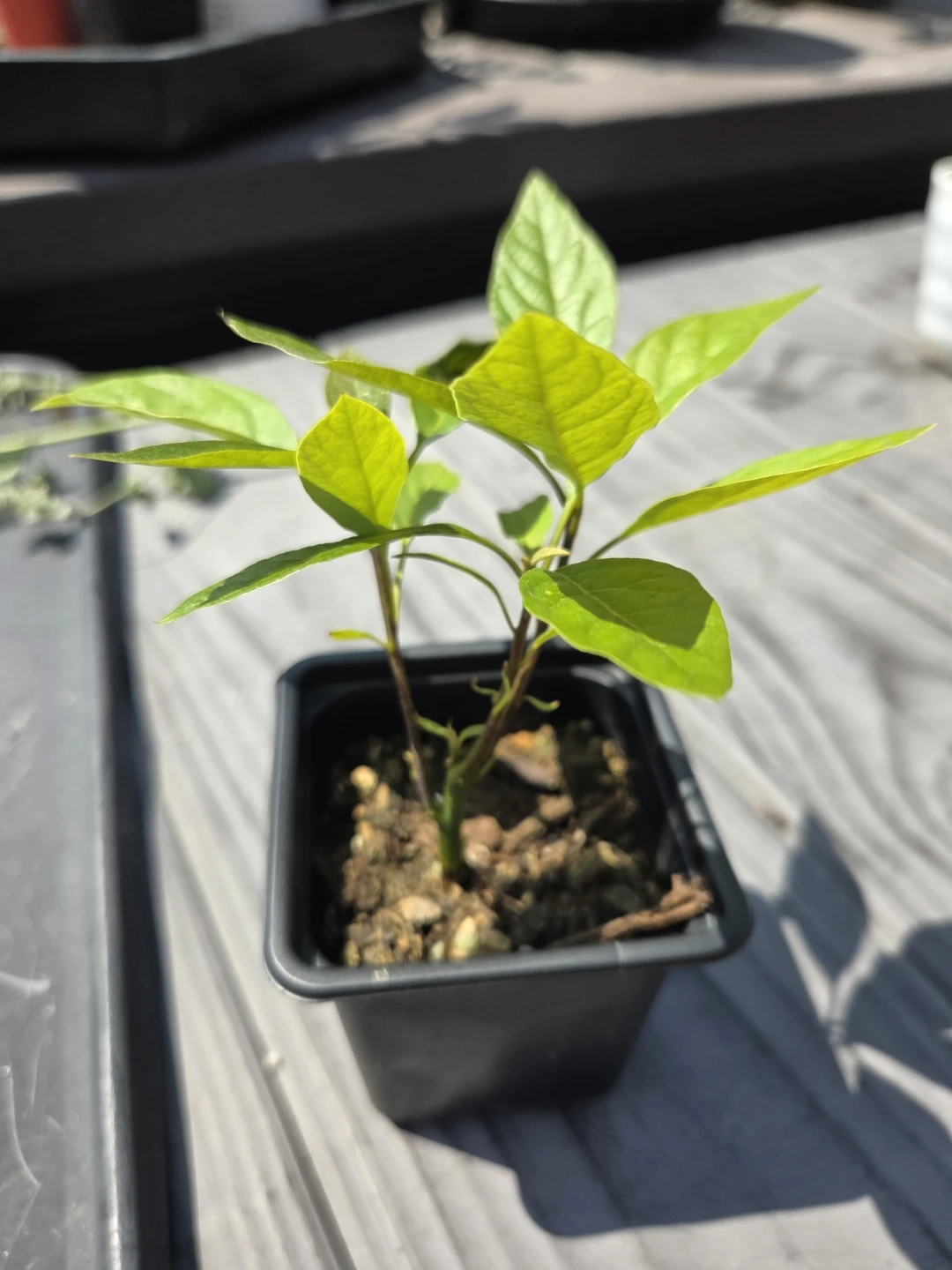 Organic Avacado Seedling
