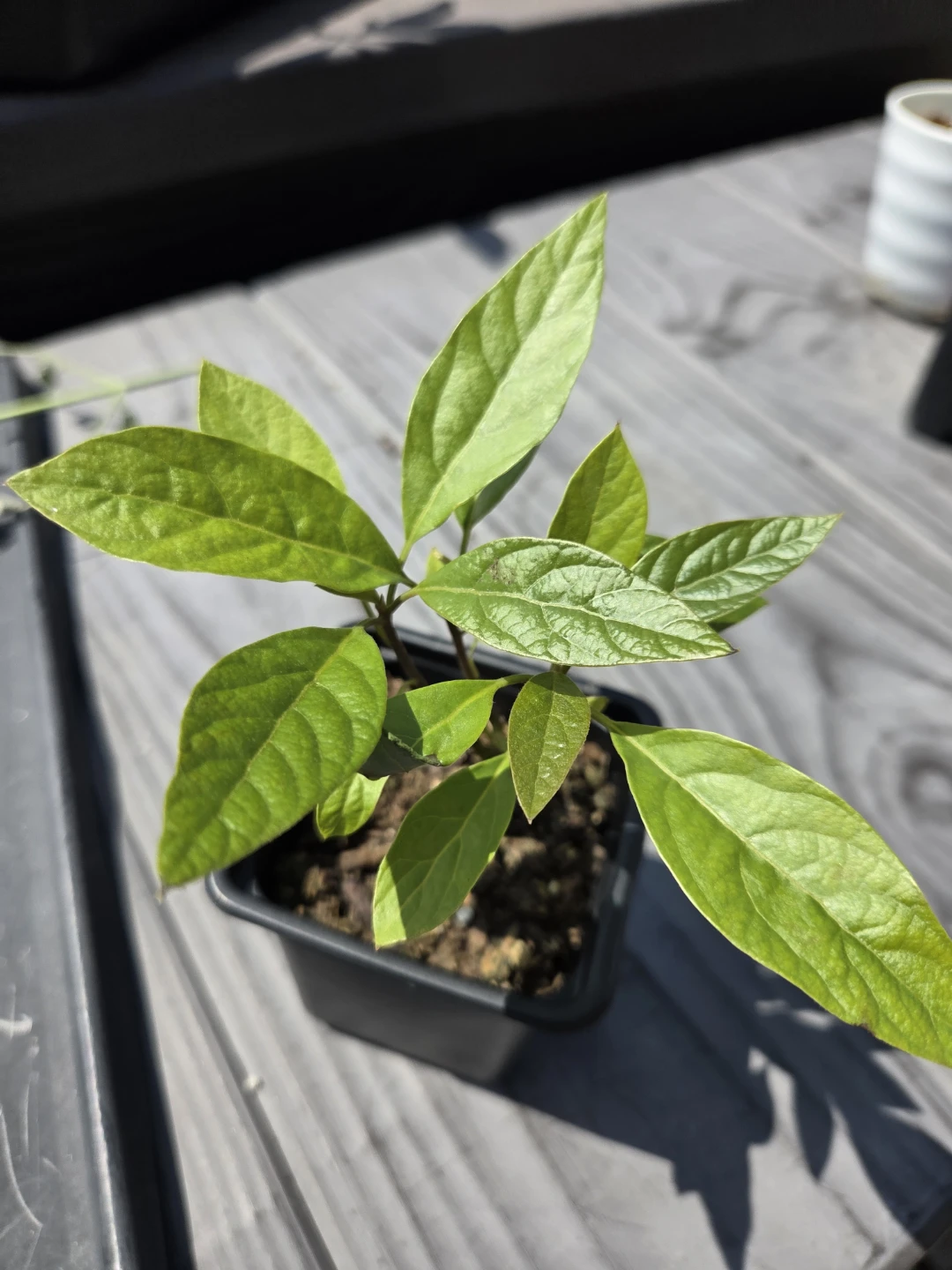 Organic Avacado Seedling - photo 2