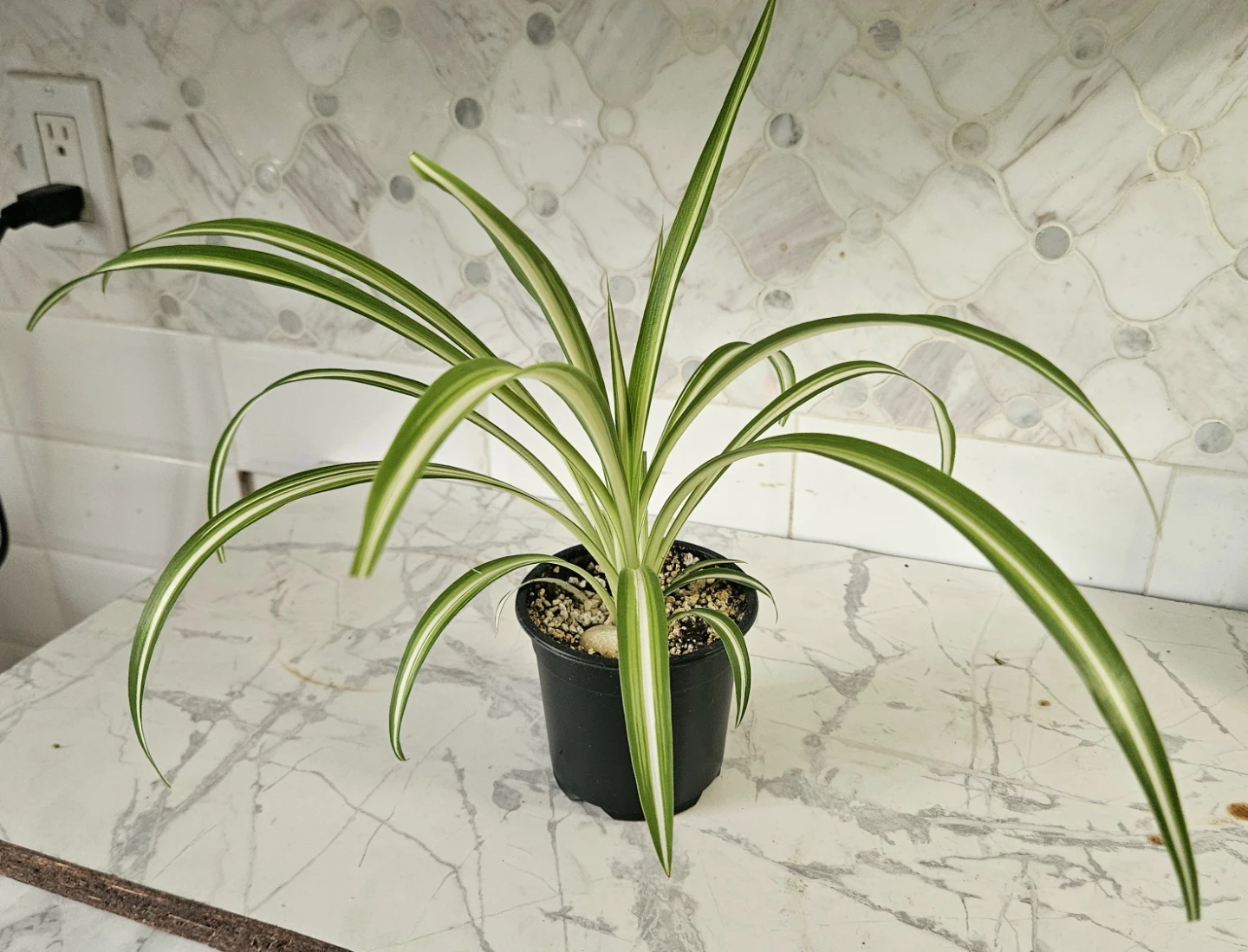 Spider Plant