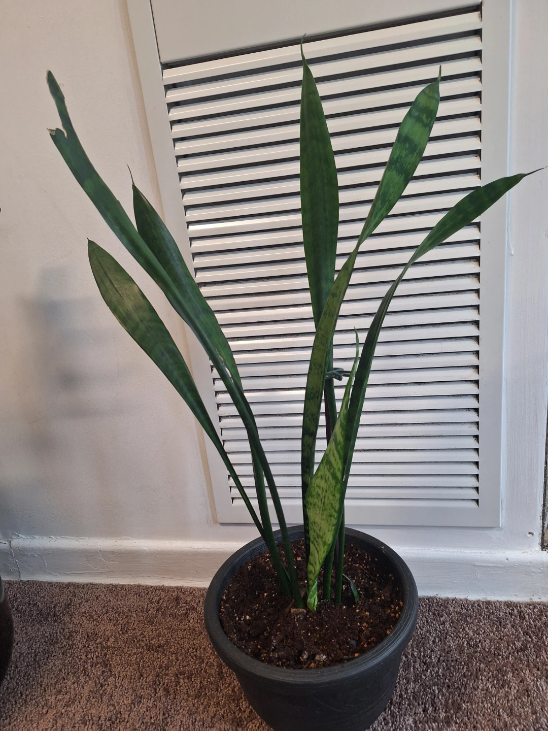 Snake Plant in Pot