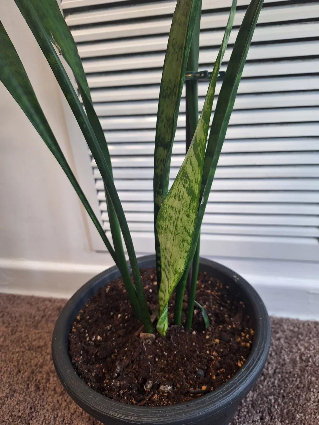 Snake Plant in Pot - photo 2
