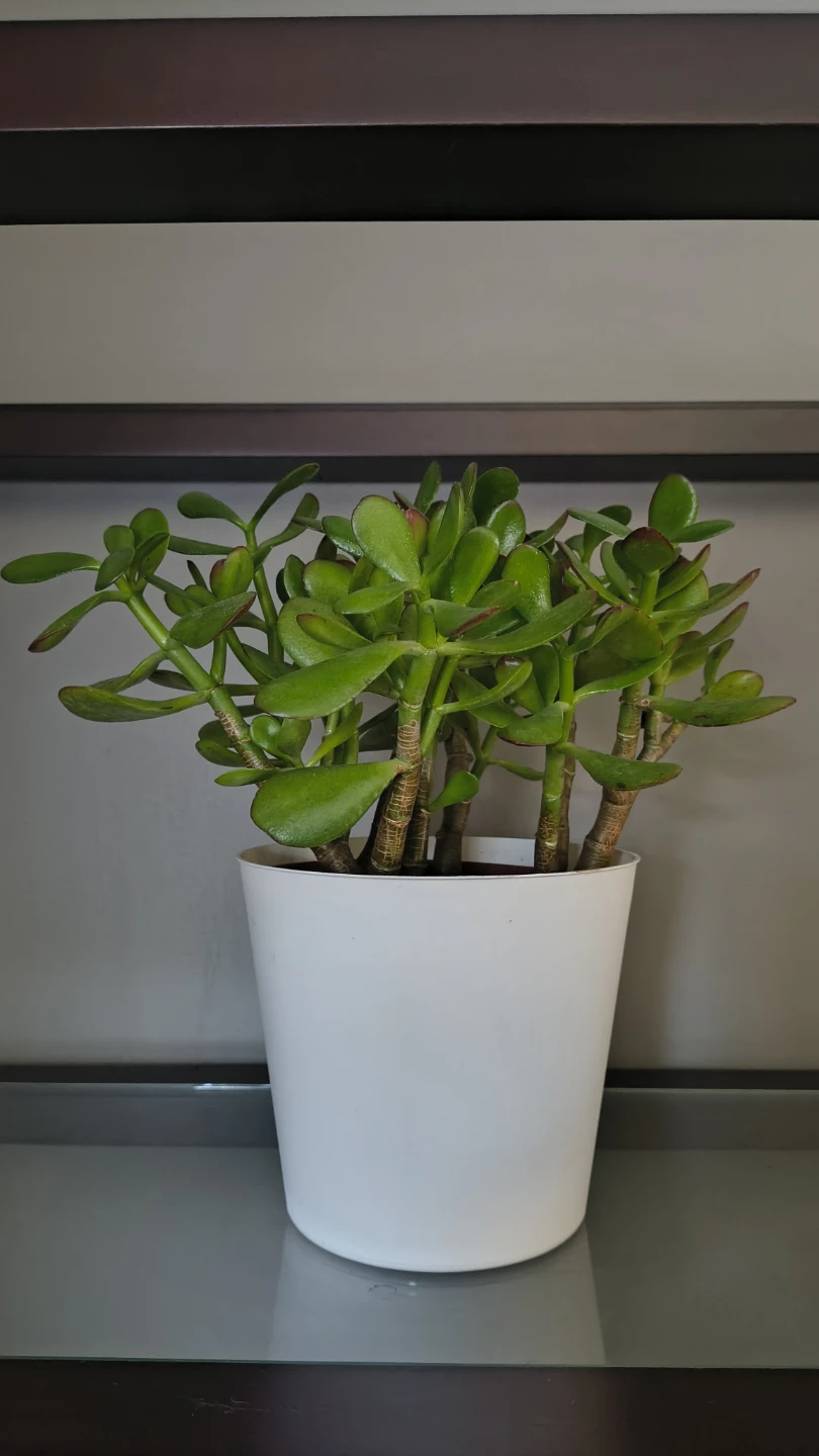 Jade Plant in White Pot