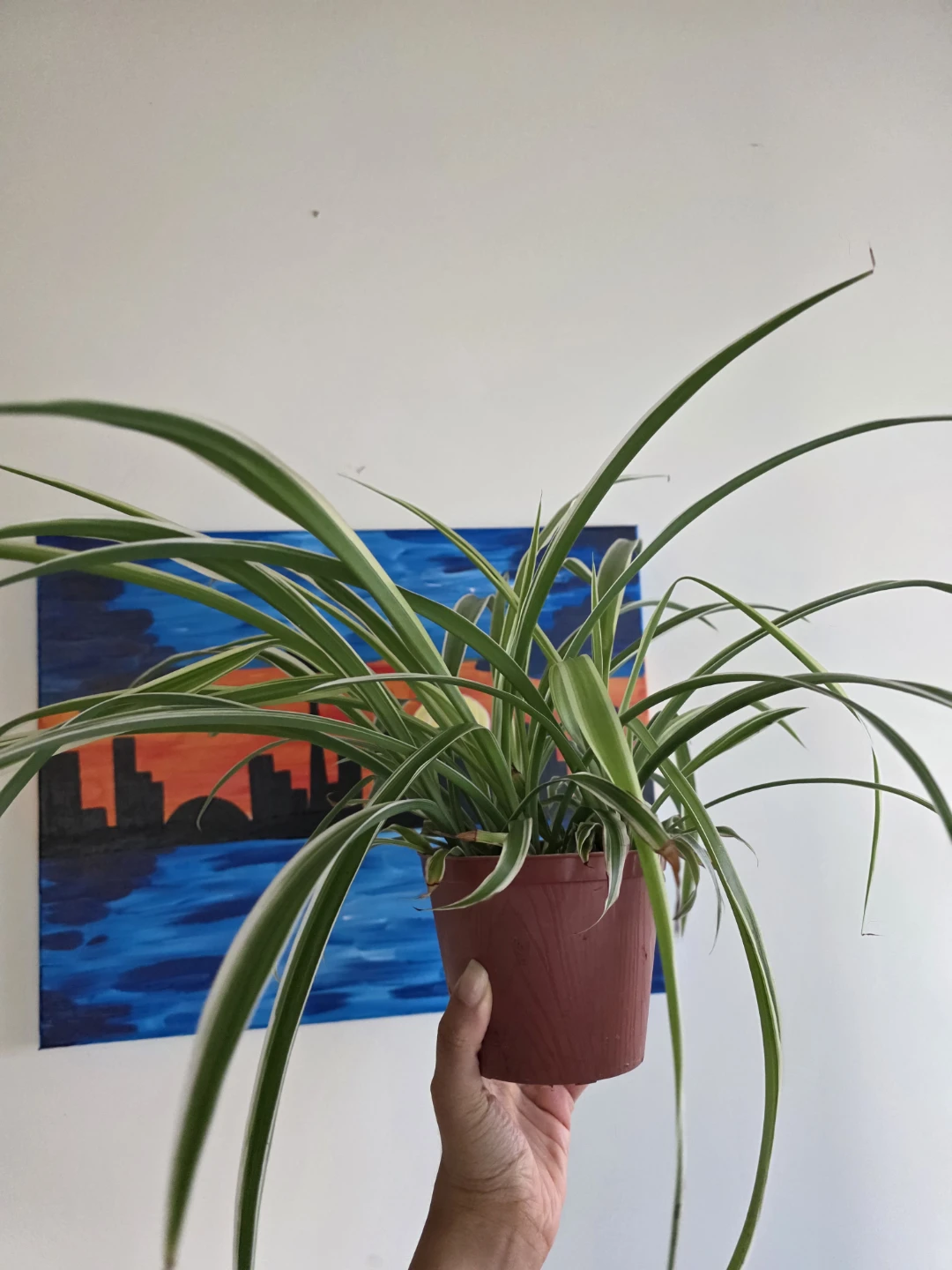 Large Spider Plant in large Nursery Pot