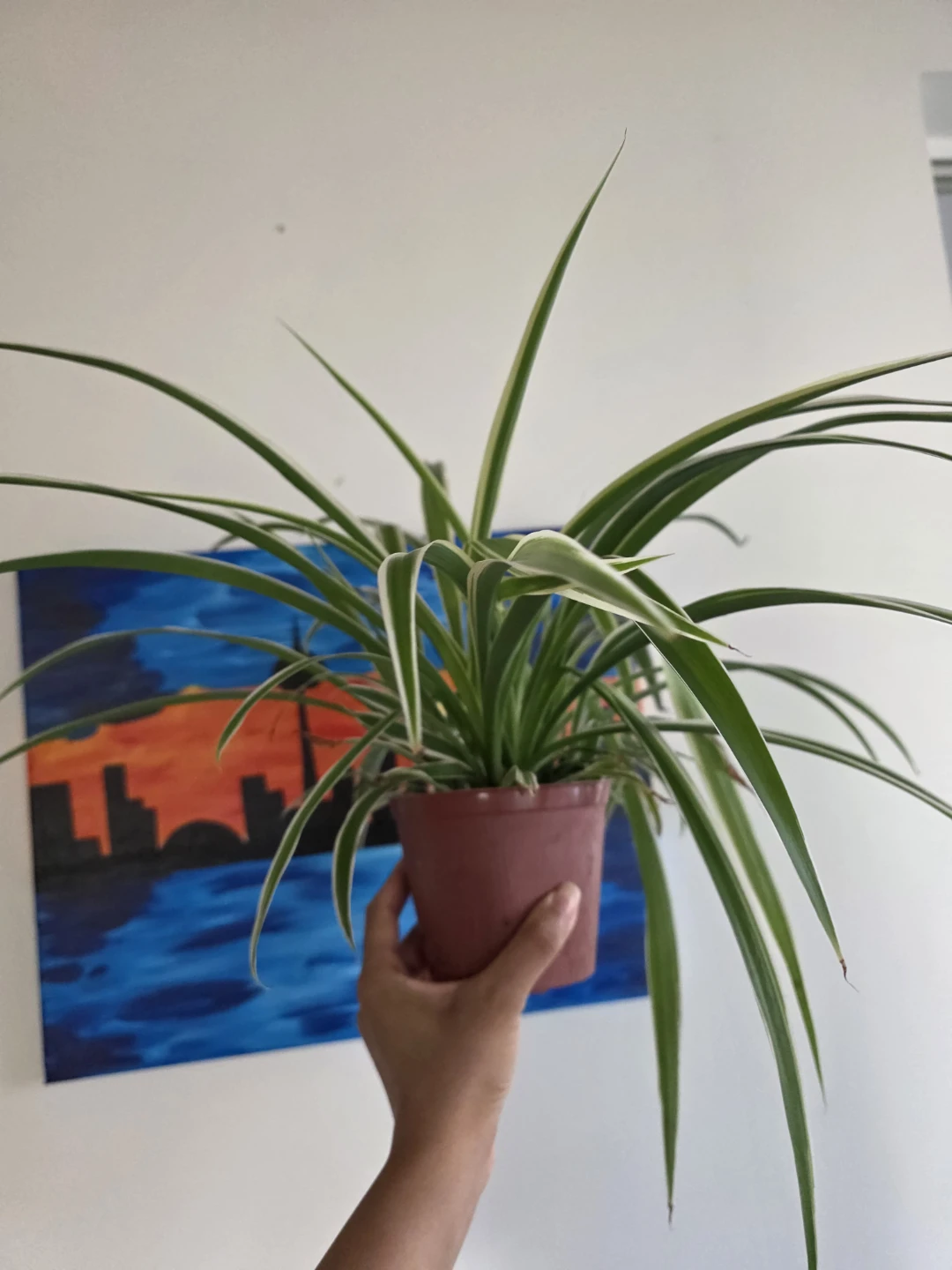 Large Spider Plant in large Nursery Pot - photo 2