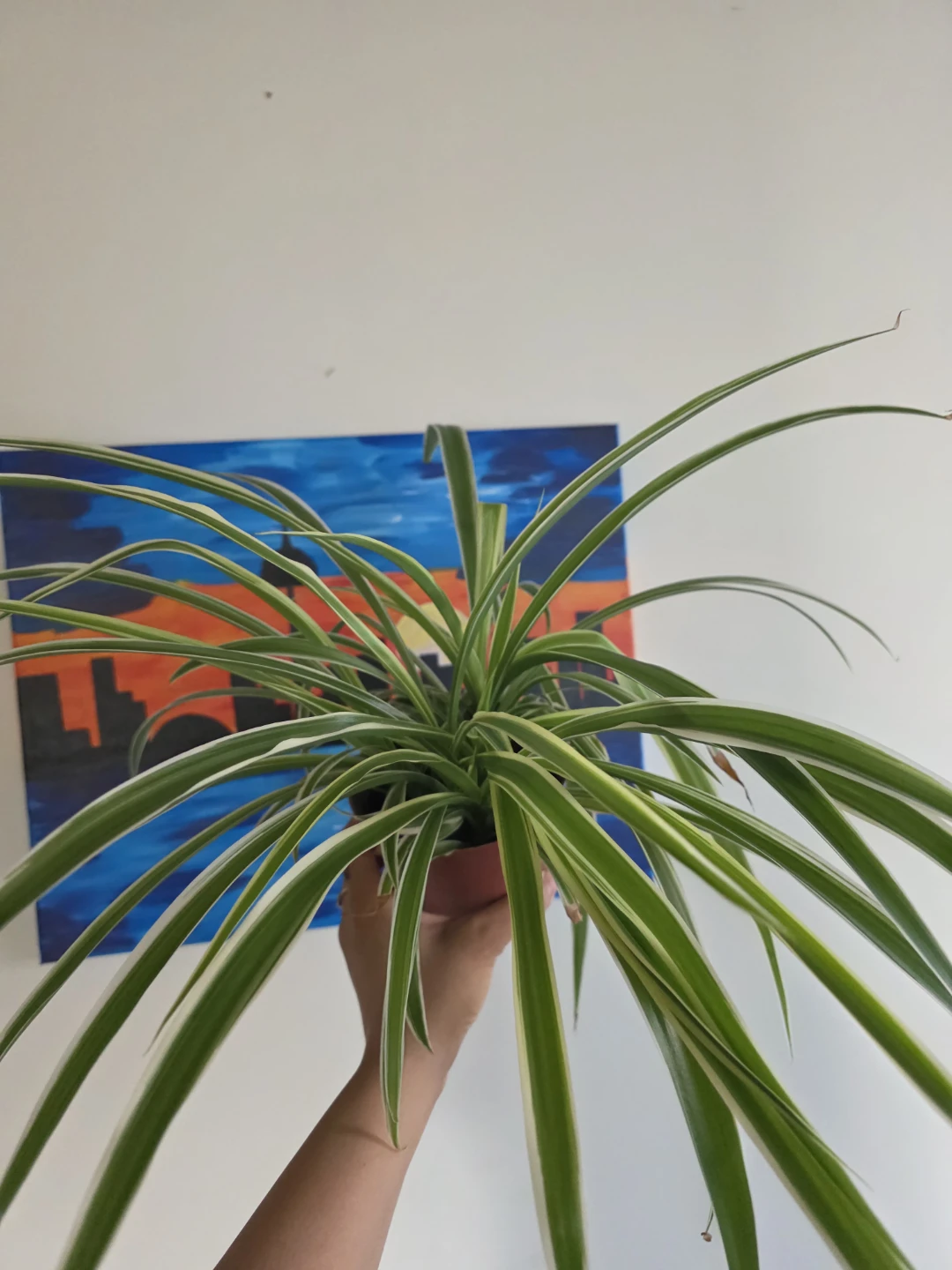 Large Spider Plant in large Nursery Pot - photo 3
