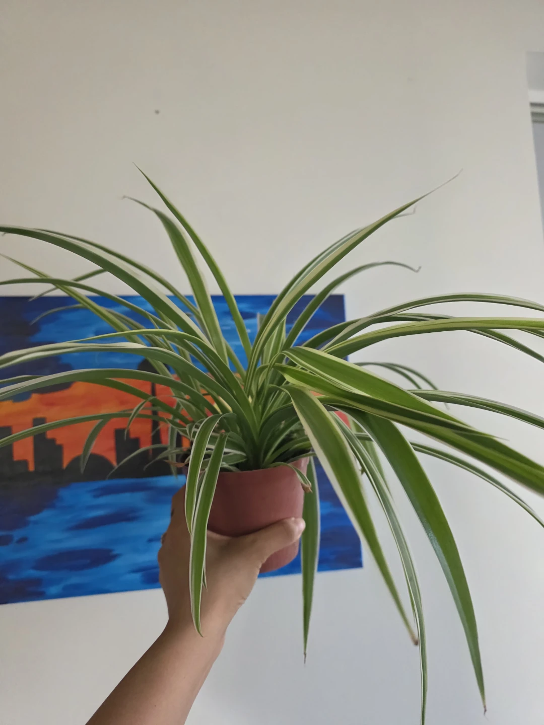 Large Spider Plant in large Nursery Pot - photo 4