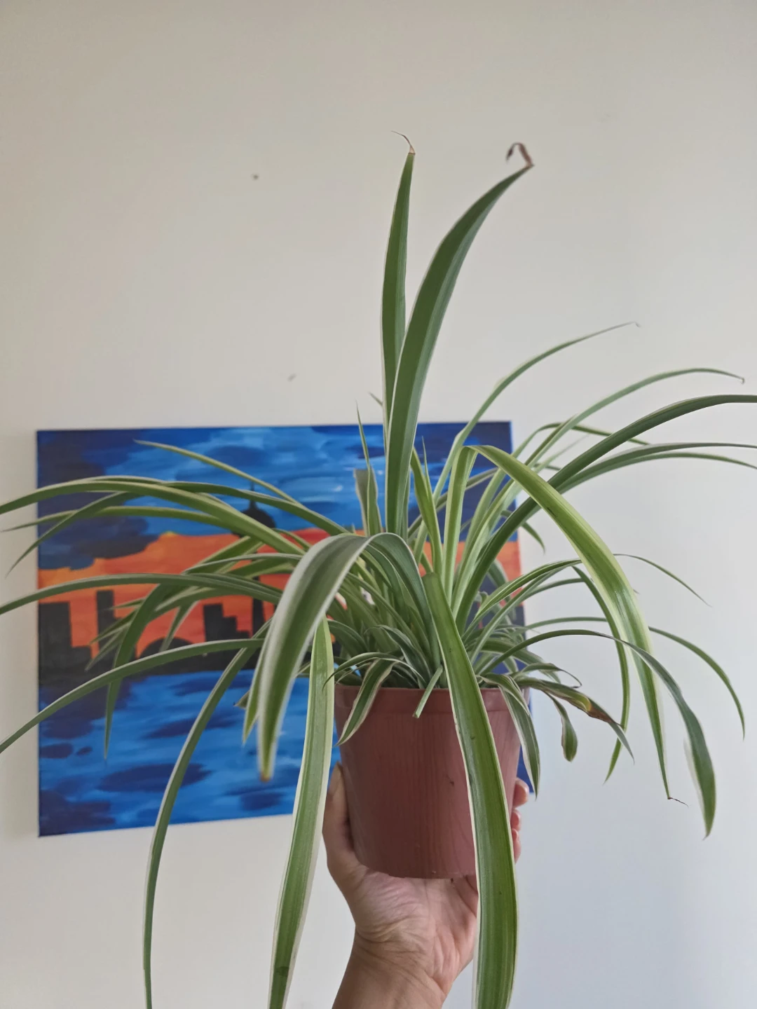 Large Spider Plant in large Nursery Pot - photo 5