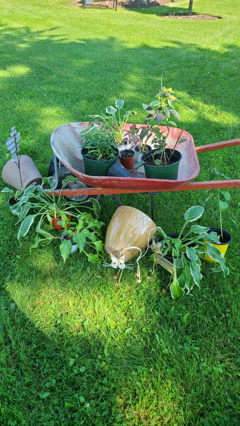 Assorted outdoor Plants $1 to $7 - photo 4