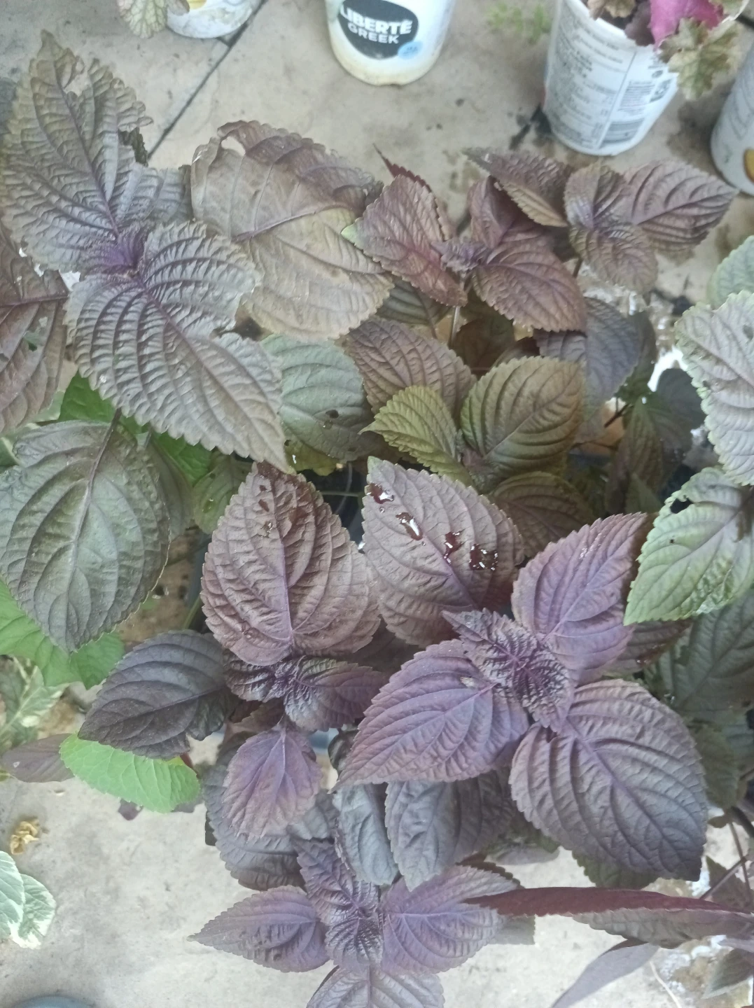 Purple shiso, perila
