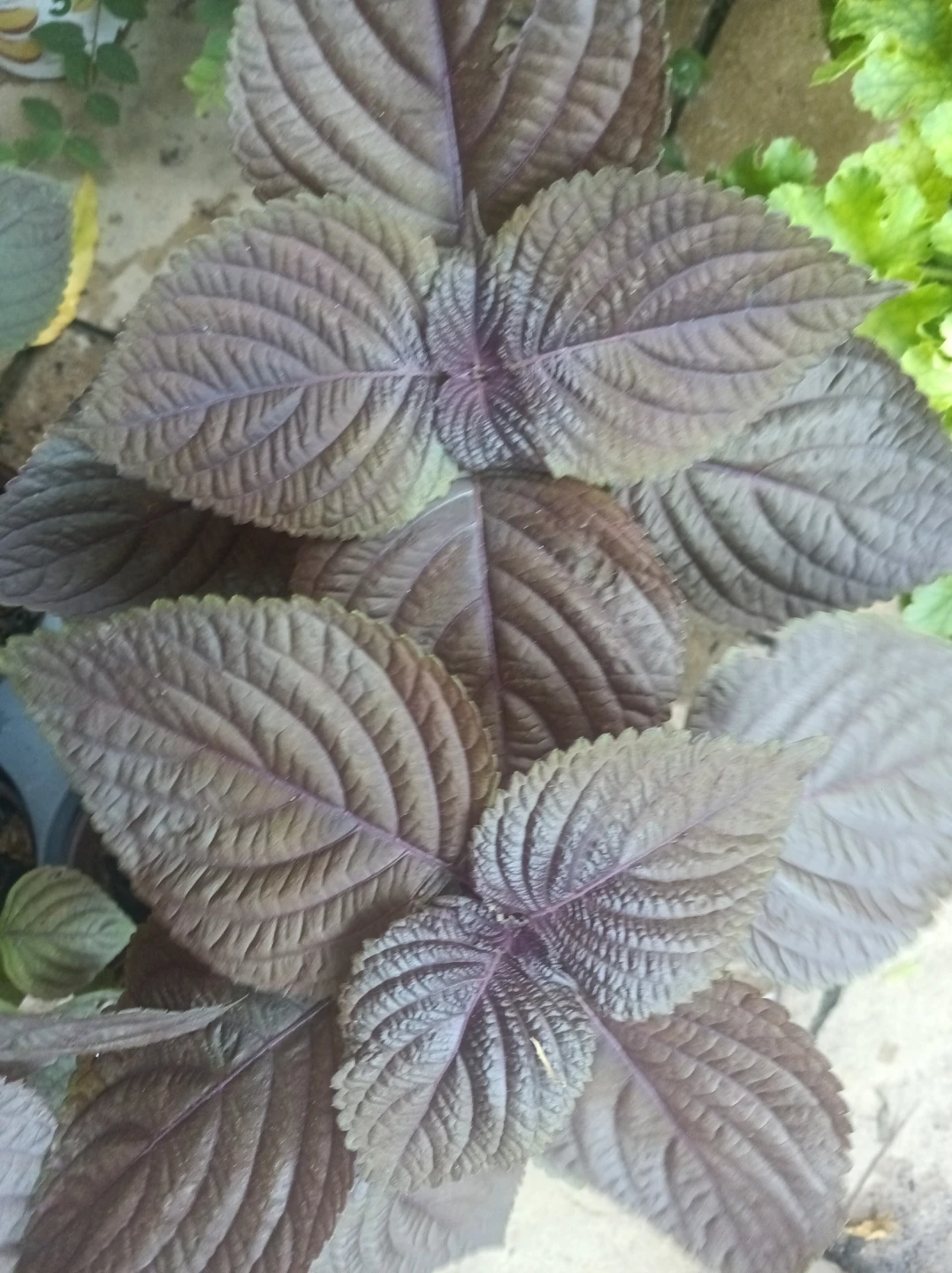 Purple shiso, perila - photo 2