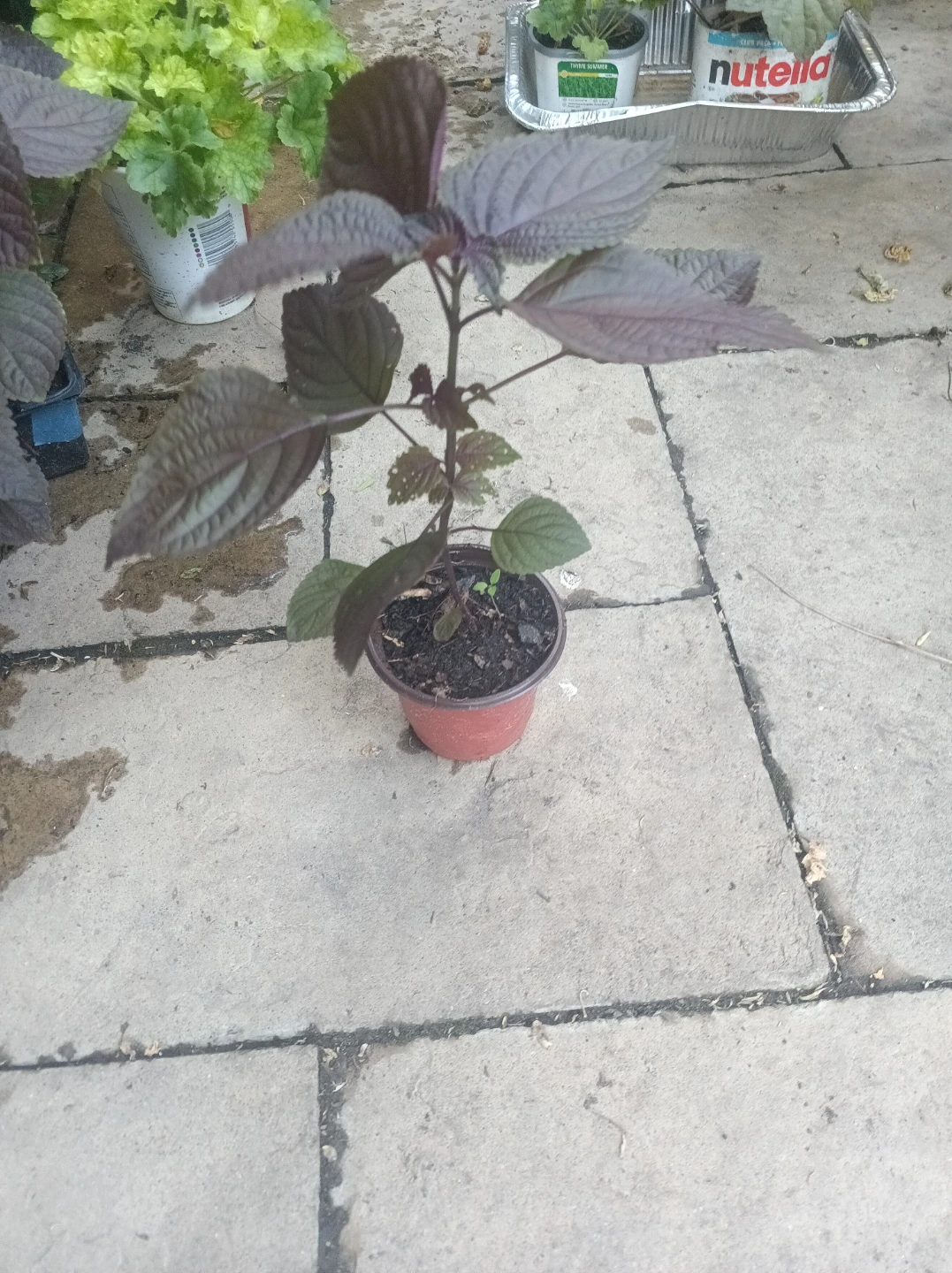 Purple shiso, perila - photo 3