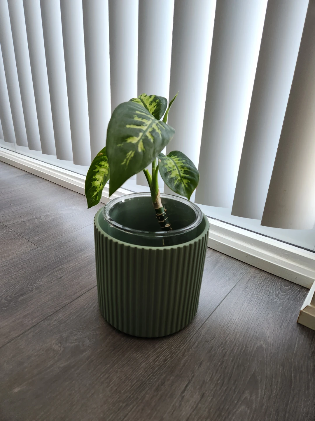 Dumb Cane in water
