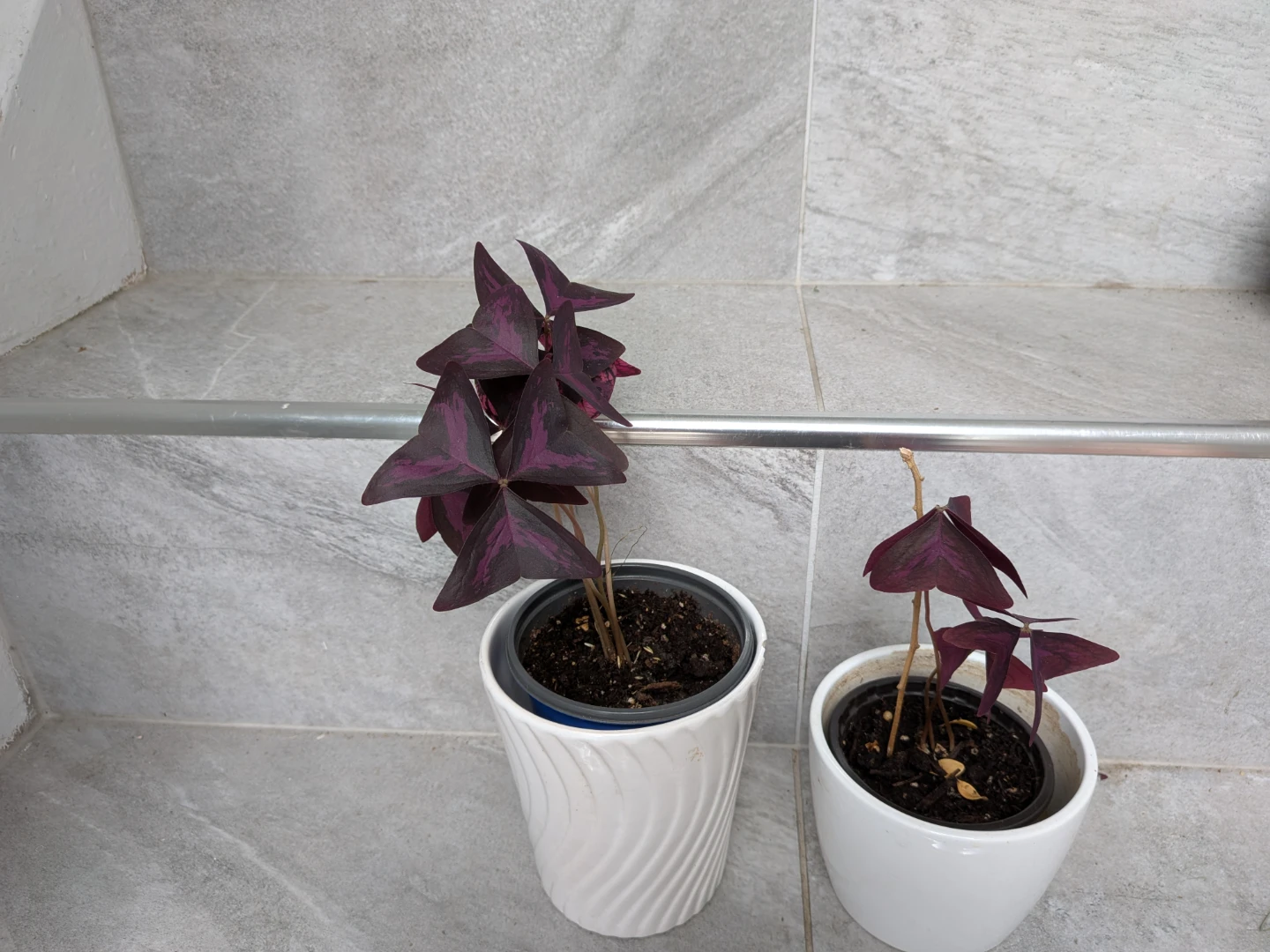 Purple Oxalis