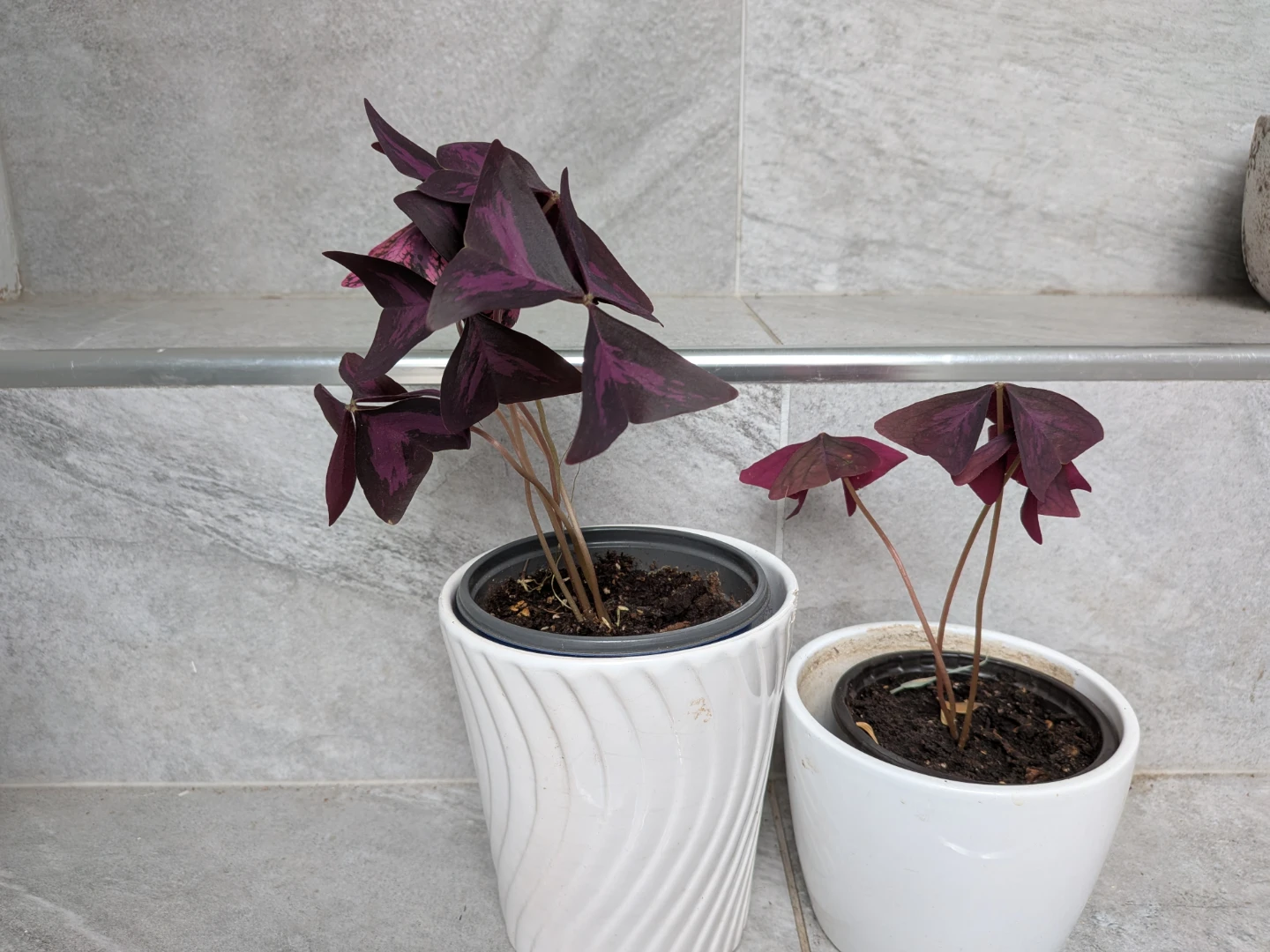 Purple Oxalis - photo 2