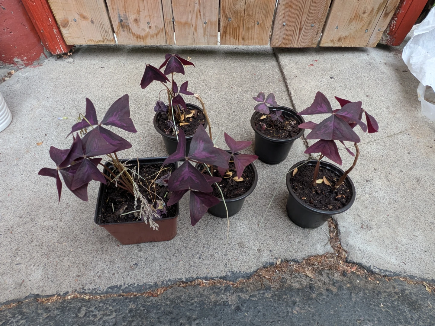 Purple Oxalis - photo 3