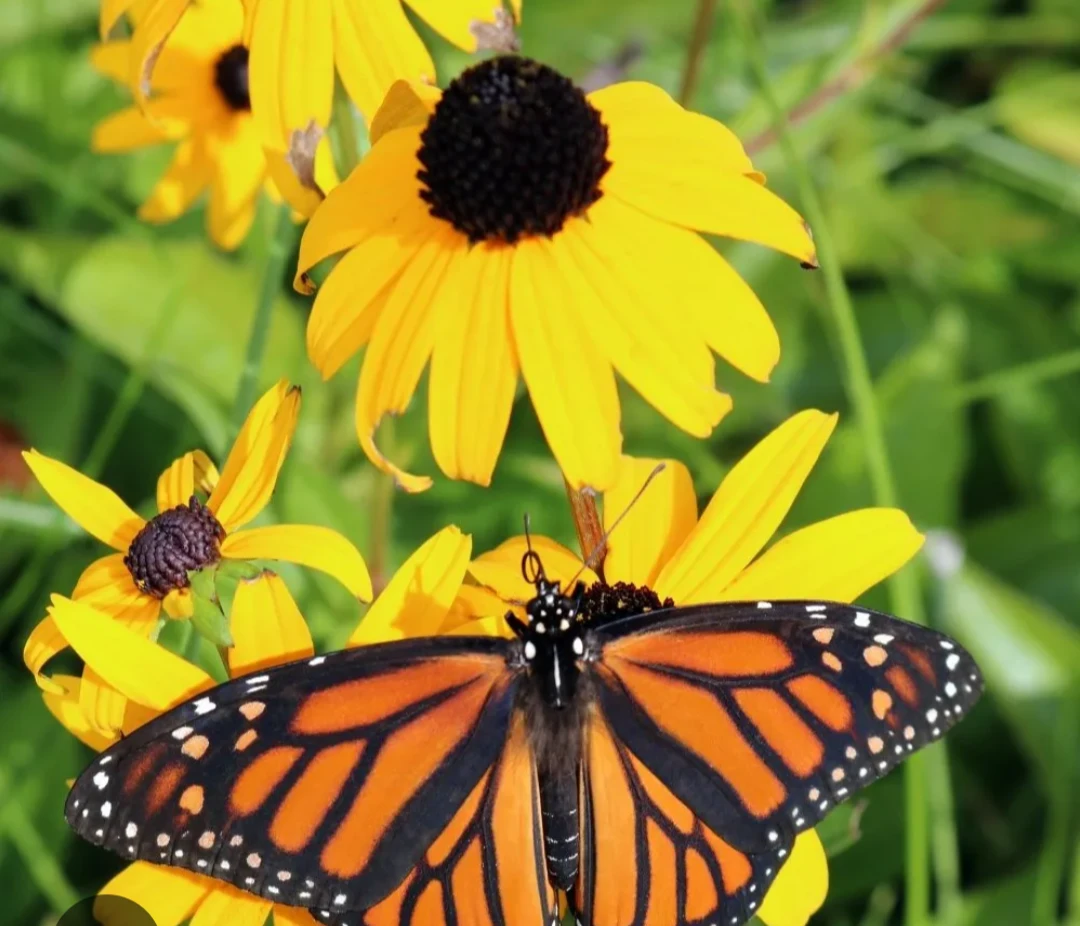 Black Eye Susan