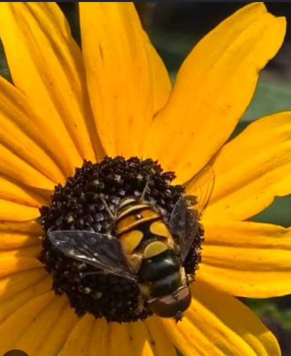 Black Eye Susan - photo 2