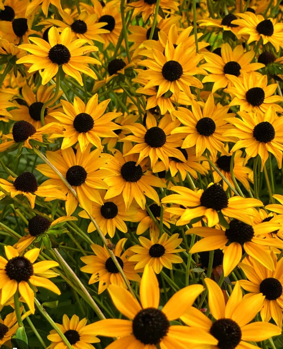 Black Eye Susan - photo 3