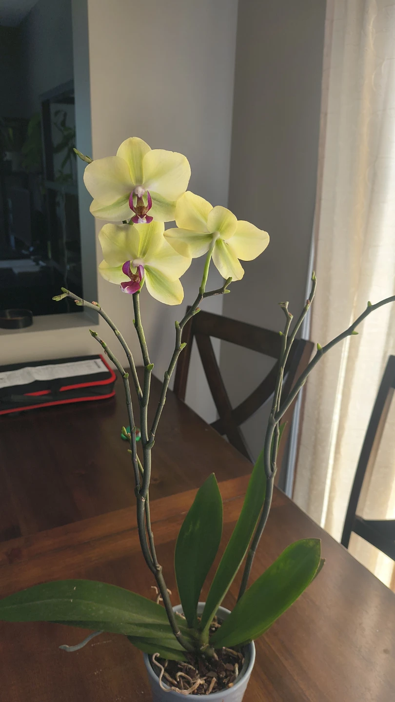 Yellow Orchid Plant