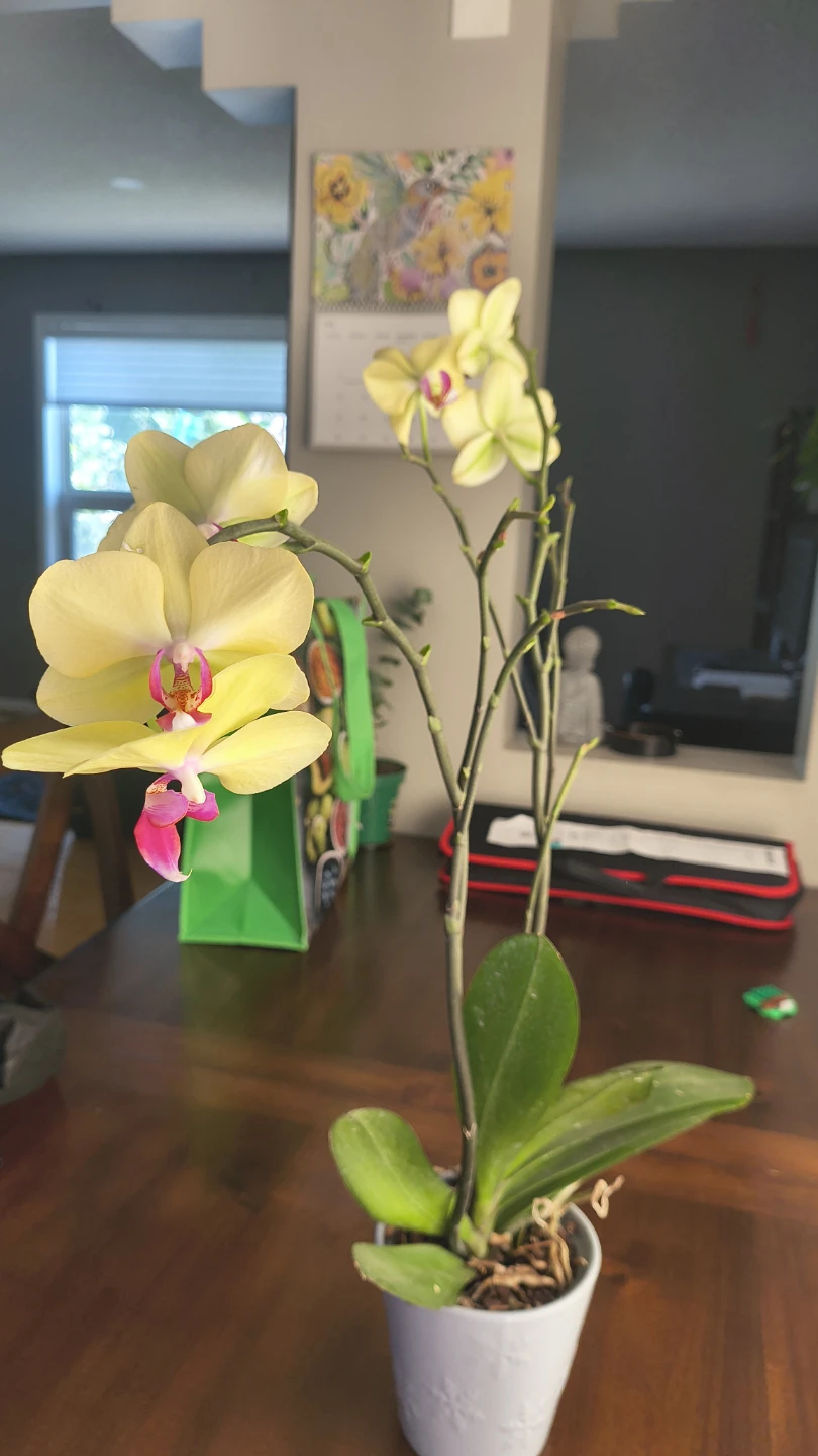 Yellow Orchid Plant - photo 2