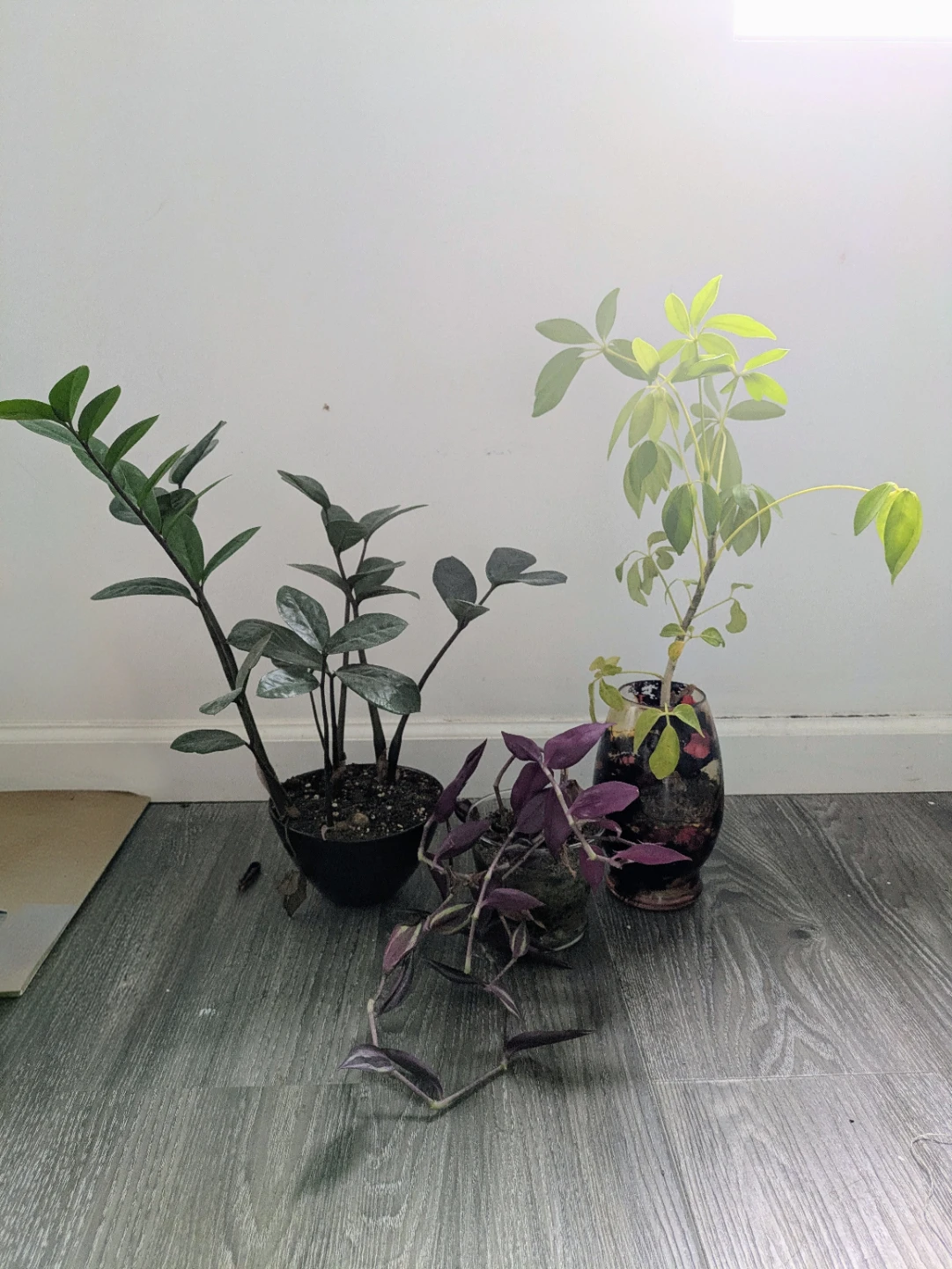 Indoor plants (NEEDS TO GO TODAY!!)