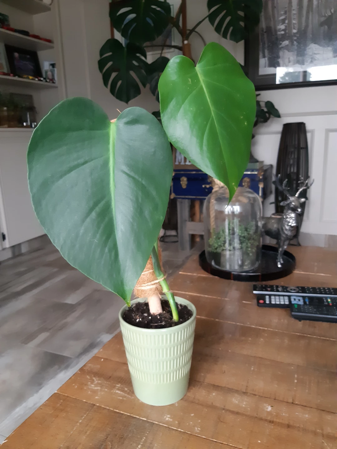 Monstera Deliciosa Plant - photo 2