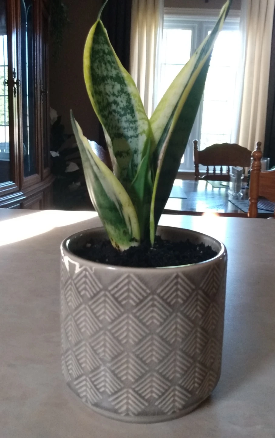10" Healthy indoor Snake Plant in Grey Geometric Ceramic Pot
