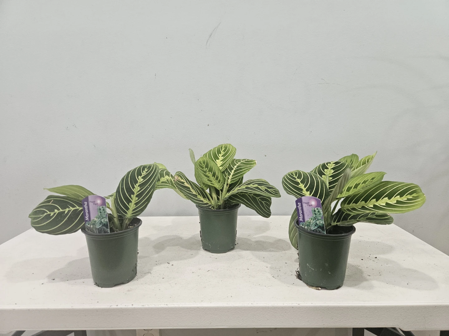 Prayer  (Maranta) Lime  Plants ( $6 each pot) - photo 3