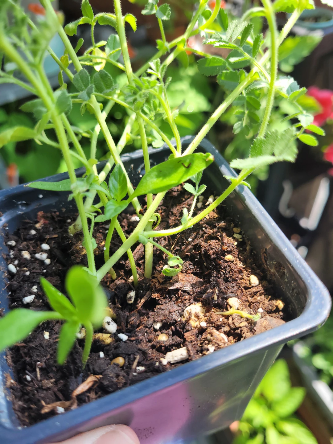 Chickpea Seedlings in Pot