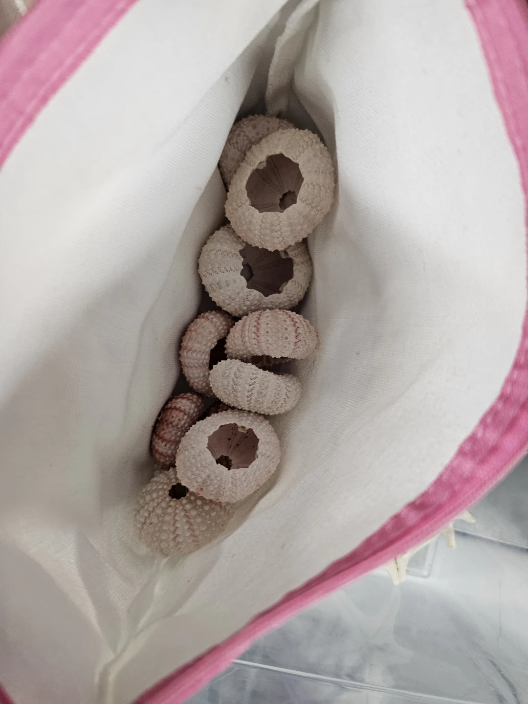 Assorted Seashells and Starfish in Zipper Pouches - photo 2