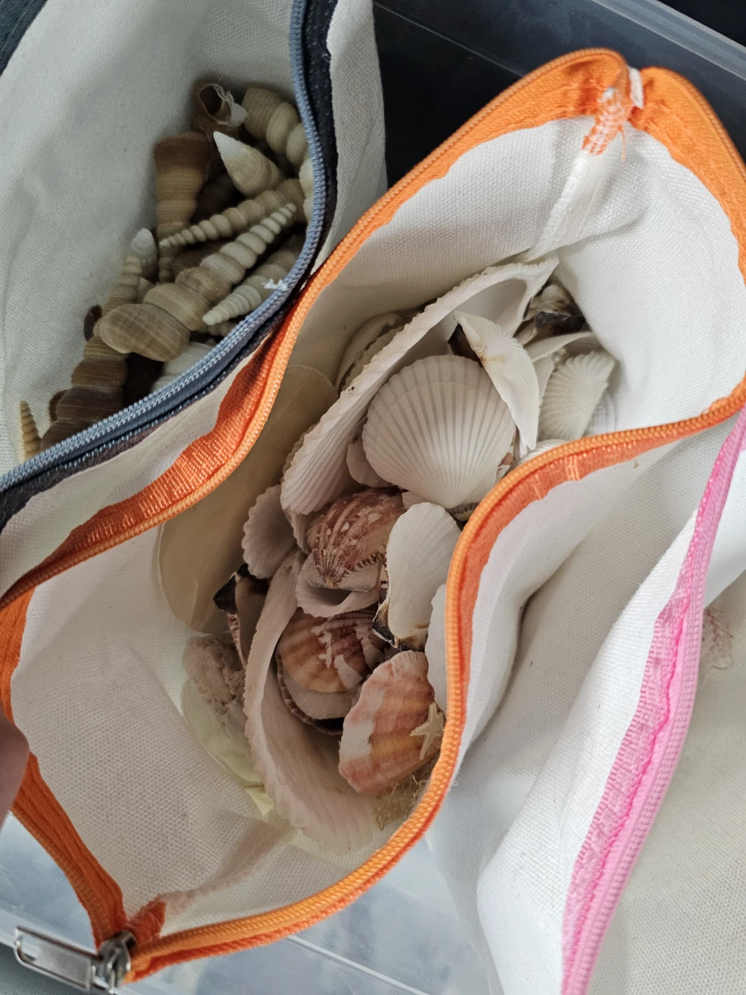 Assorted Seashells and Starfish in Zipper Pouches - photo 3