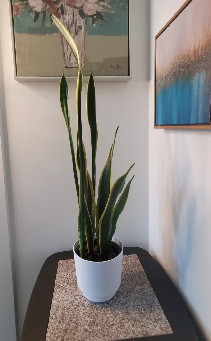 Stunning Snake Plant in White Pot - photo 3