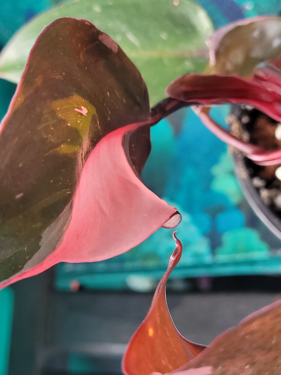Philodendron Pink Princess Plant