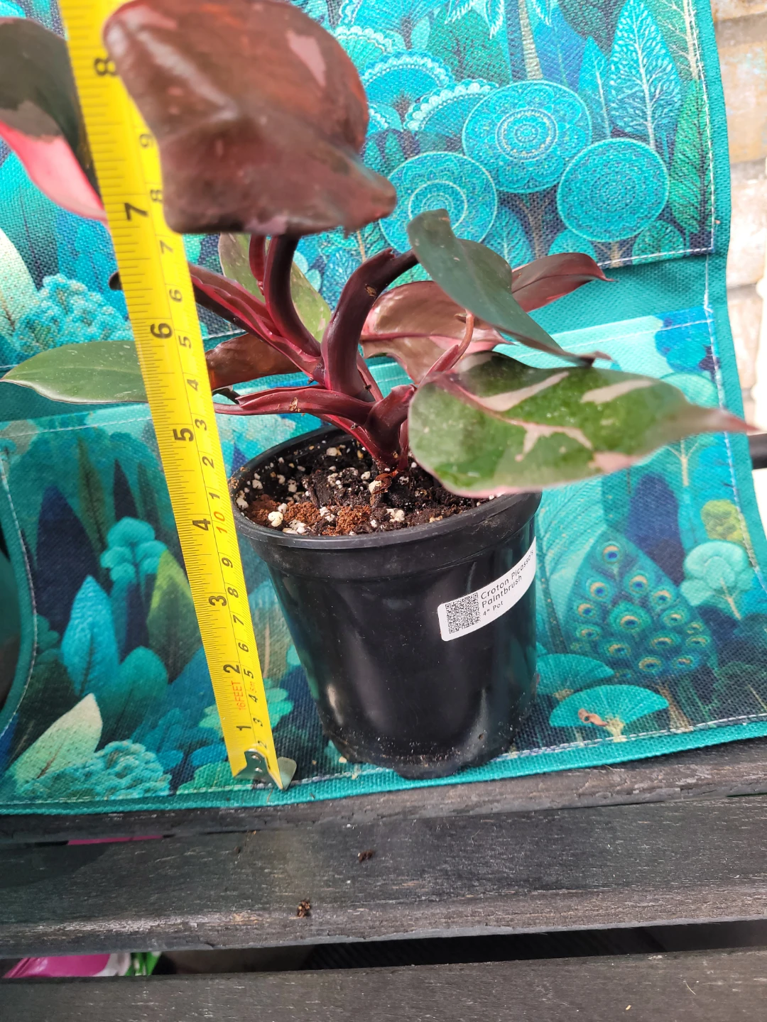 Philodendron Pink Princess Plant - photo 2