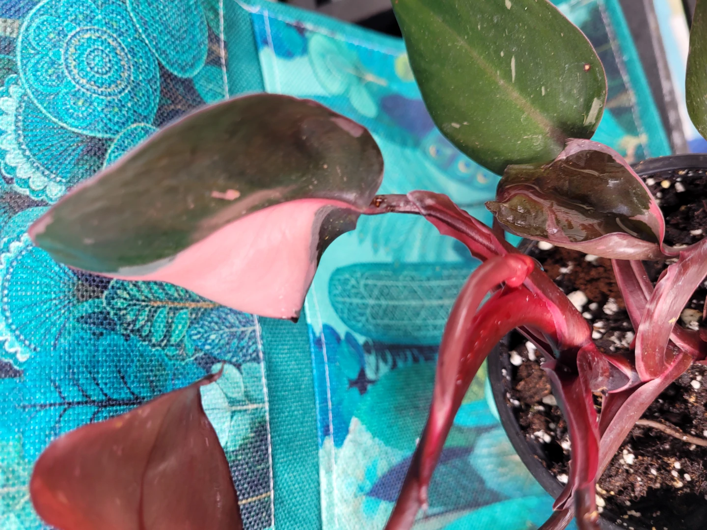 Philodendron Pink Princess Plant - photo 3
